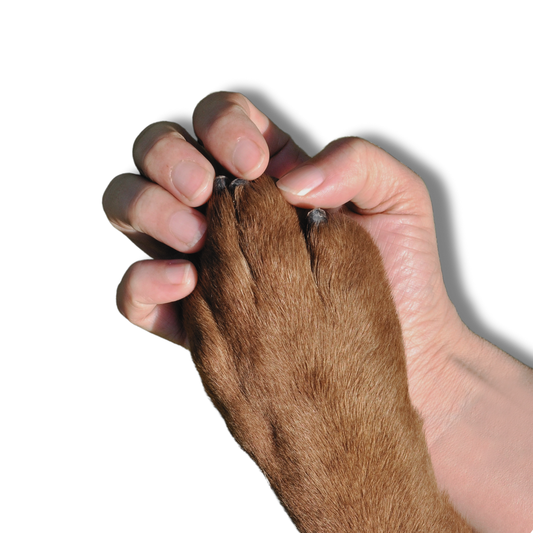 Cremación Individual