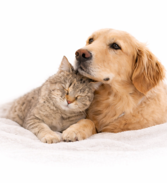 Cremación comunitaria